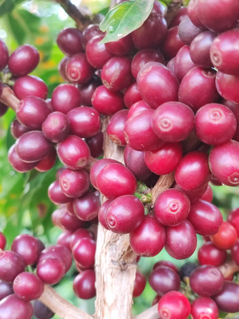 Acaiá Vermelho