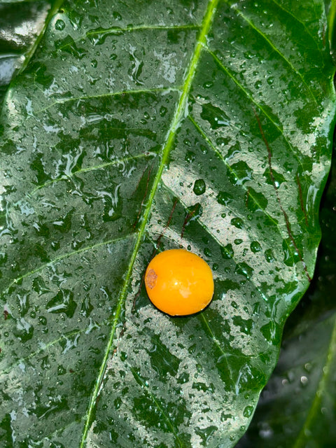 Arara de Baturité