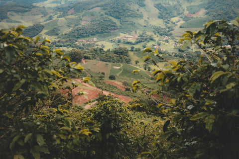 Solo Vivo