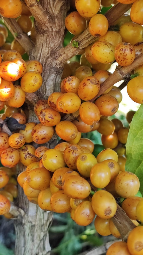 Bourbon Amarelo