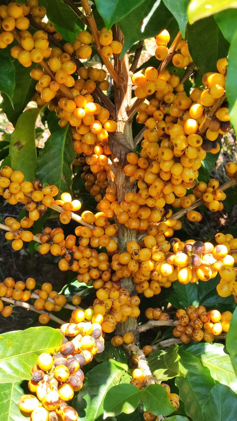 Catuaí Amarelo